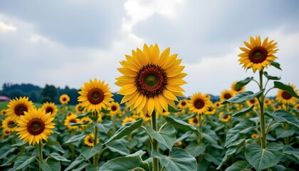 Sunflowers Blooming Under Overcast Sky