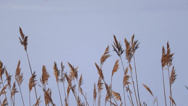 4K video of reeds gently moving in the wind on a winter river. Dry river reeds sway against a cold seasonal landscape