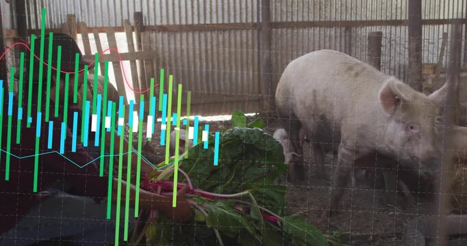 Farm worker kneeling feeding pigs inside barn while animated bar and line charts rising