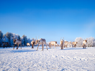 Reindeer on the field, symbolizing untouched nature, ecology, and conservation of the Northern wilderness. Animals beyond the Arctic Circle. Herd of reindeer in a pasture. Scandinavian countries.