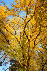 Obraz premium 紅葉した木