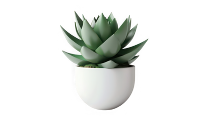 Small Green Echeveria Succulent Plant in Terracotta Pot Isolated on White