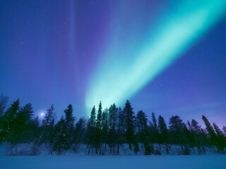 Magical Aurora Borealis dancing over a snowy winter forest. Green northern lights, starry sky, and frozen trees in Scandinavia. Majestic arctic nightscape, ethereal light show. No people. Horizontal