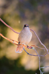 The Siberian jay. Bird on a branch. Finland. Blurred background. Animals in wild nature. Photo for background, wallpaper, postcards.