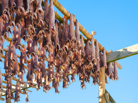 Traditional stockfish drying on wooden racks against a clear blue sky in Lofoten, Norway. Authentic arctic seafood production, sun-dried cod on a bright winter day. Northern heritage and fishery.