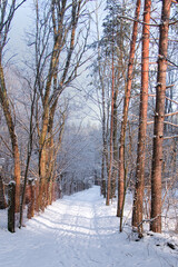 Zimowy poranek na leśnej ścieżce © pinus25