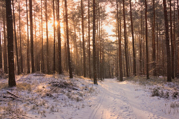 Zimowy poranek w lesie © pinus25