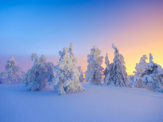 Winter wonderland forest at sunset. Snowy fir treetops against vivid glowing sky, deep pristine snowdrifts, frost and hoarfrost. Magical cold atmosphere, ethereal light, seasonal beauty.