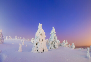 Winter wonderland forest at sunset. Snowy fir treetops against vivid glowing sky, deep pristine snowdrifts, frost and hoarfrost. Magical cold atmosphere, ethereal light, seasonal beauty.