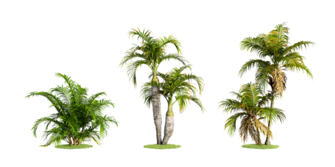 palm tree isolated on white