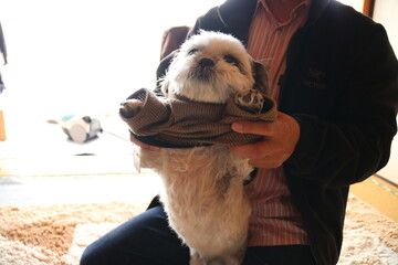 A lovely Shih Tzu dog