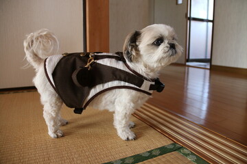 A lovely Shih Tzu dog