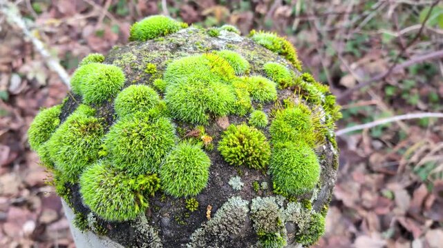 little world made of moss