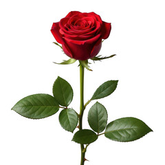 Single red rose isolated on transparent background