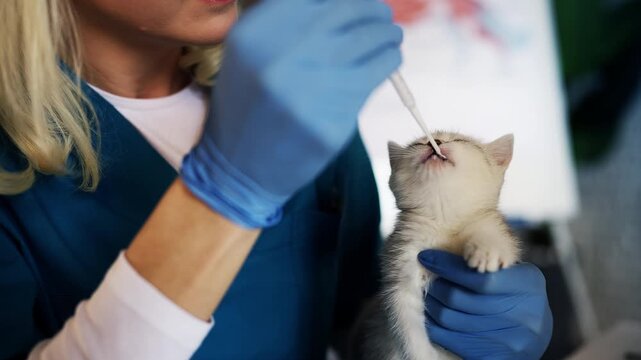 Female veterinarian feeding tiny kitten from pipette during clinic visit