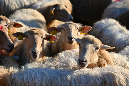 Des moutons curieux qui regardent l'objectif