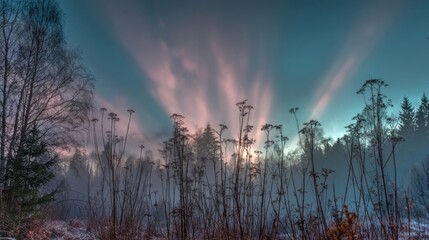 Tall dry grasses silhouetted against a dramatic sunrise or sunset with pink and blue streaking clouds and a misty forest horizon.