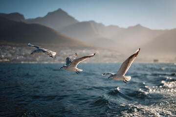 Seagulls Flying Over Ocean with Mountainous Backdrop