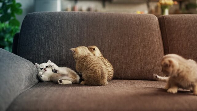 Four adorable purebred kittens playing together on couch, cute pet friends