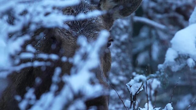 Close up of cow moose peeking through snowy branches in Jasper National Park, Canada.