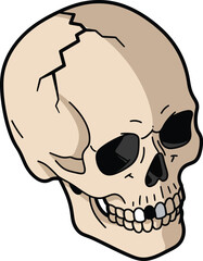 Stylized Cracked Human Skull Illustration with Gold Tooth