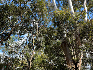 Australian eucalyptus nature during the 2026 Summer
