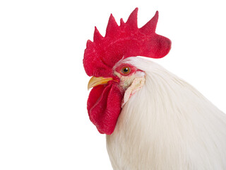 Portrait of a white rooster isolated on a white background