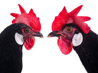 Portrait of two black chickens isolated on white background