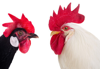 Portrait white rooster and black hen isolated on a white background