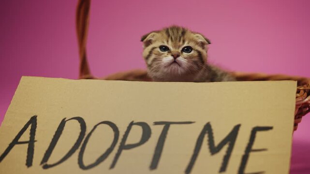 Lovely Scottish Fold baby cat sitting in basket near adopt me cardboard sign
