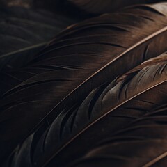 feather on black background