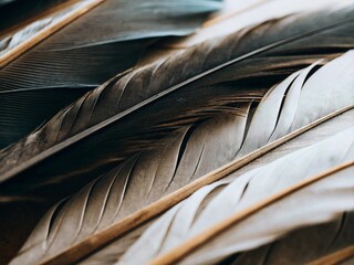 feather on black background