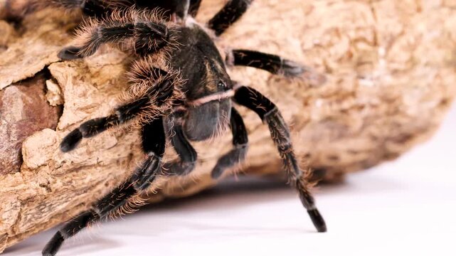 Macro View of a Hairy Black Tarantula Crawling on Wood Bark