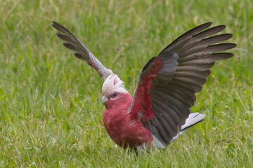 Galah (Eolophus roseicapilla) (pink and grey cockatoo, galah cockatoo or rose-breasted cockatoo), wings spread, on the grass at the Belair National Park, Adelaide, South Australia.