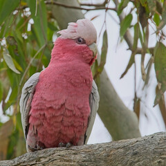 Galah (Eolophus roseicapilla) (pink and grey cockatoo, galah cockatoo or rose-breasted cockatoo), perched close in a tree at the Belair National Park, Adelaide, South Australia.