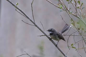 Grey Fantail, (Rhipidura albiscapa), perched on a twig, Belair National Park, South Australia.