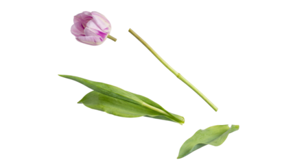 deconstructed purple and white tulip with stem and leaves, floating gracefully against a solid transparent background, ideal for floral design and spring themes.