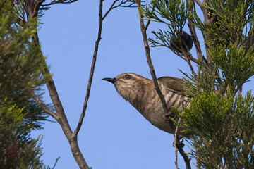Horsfield's Bronze-cuckoo (Chalcites basalis) perched in a tree, South Australia.
