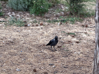 Obraz premium Western jackdaw walking on forest floor with pine cones. Urban wildlife, adaptation, and coexistence between bird, habitat, and human environment
