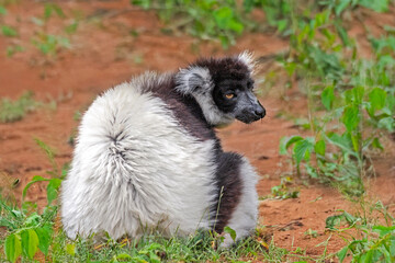 Vari noir et blanc en profil