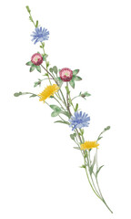 Obraz premium Wild meadow flowers watercolor illustration on white background, including chamomile, cornflower, dandelion and clover stems, botanical floral elements for packaging, labels, prints and decor