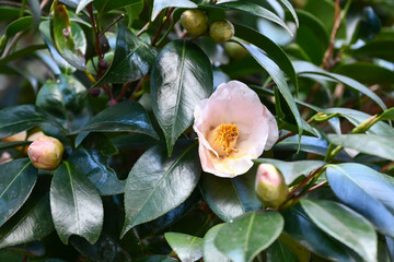 瑠璃椿　Camellia japonica 'Ruri-tsubaki'