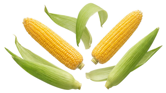 two fresh ears of corn with vibrant green husks artfully arranged, with loose husks scattered, set against a deep transparent background, celebrating natural harvest and summer bounty.