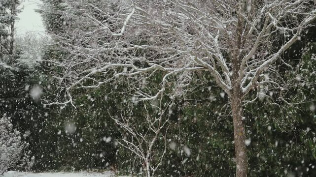 Heavy snowfall over snow-covered tree branches in winter park