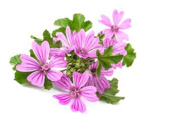 Mallow flowers