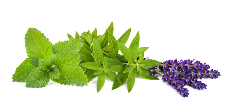 Lemon verbena lemon balm and lavender