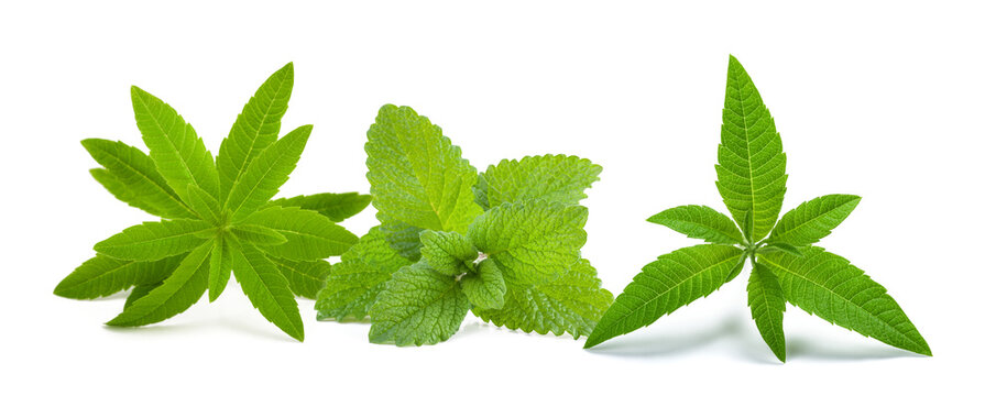 Fresh lemon balm and Lemon verbena