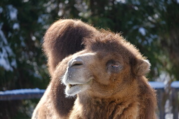 Obraz premium camel in zoo