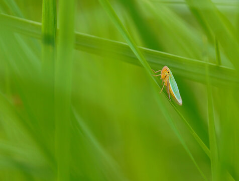 Leafhopper in the grass