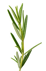 Obraz premium Rosemary sprig